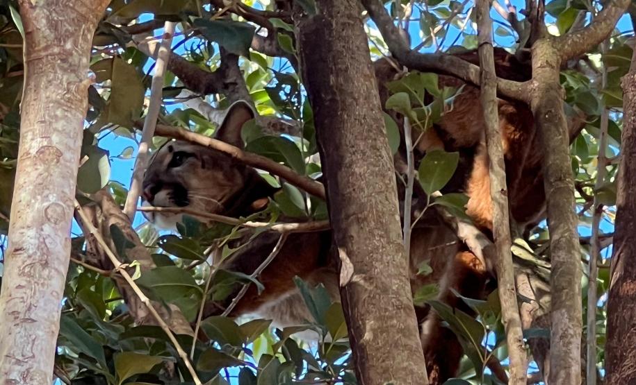 Onça-parda fêmea é resgatada em árvore e devolvida à natureza no Oeste do Paraná