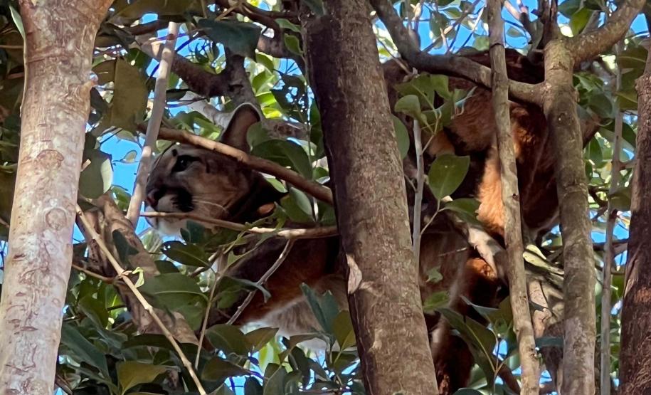O que fazer se encontrar uma onça ou outro felino silvestre? IAT divulga orientações