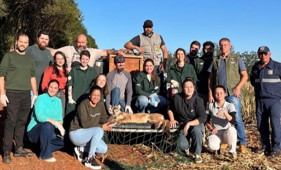 Onça-parda fêmea é resgatada em árvore e devolvida à natureza no Oeste do Paraná