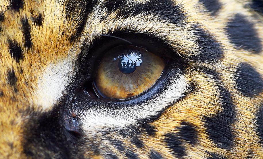 O que fazer se encontrar uma onça ou outro felino silvestre? IAT divulga orientações