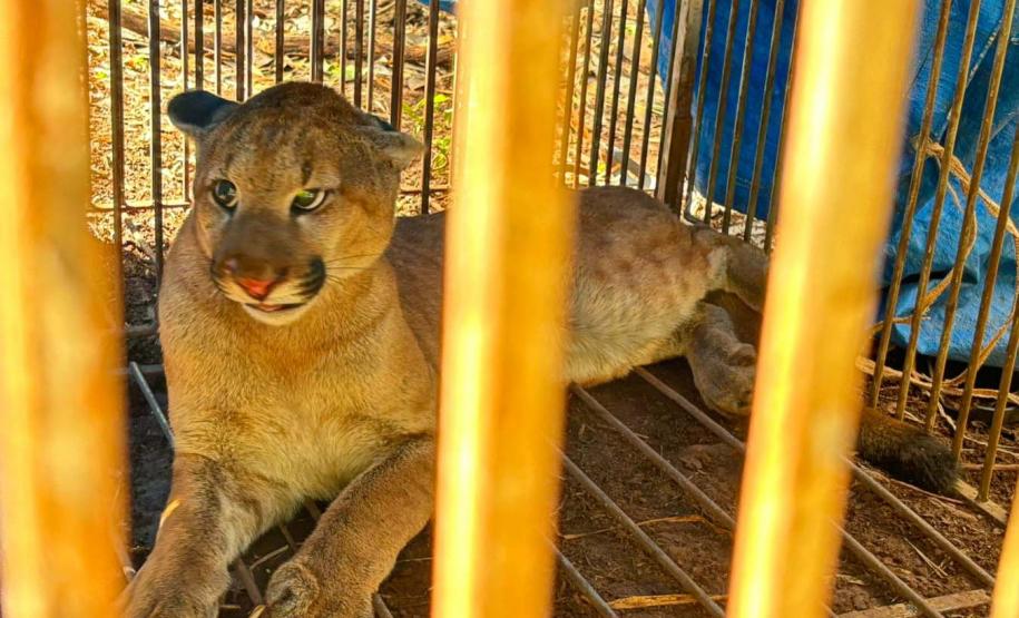 O que fazer se encontrar uma onça ou outro felino silvestre? IAT divulga orientações