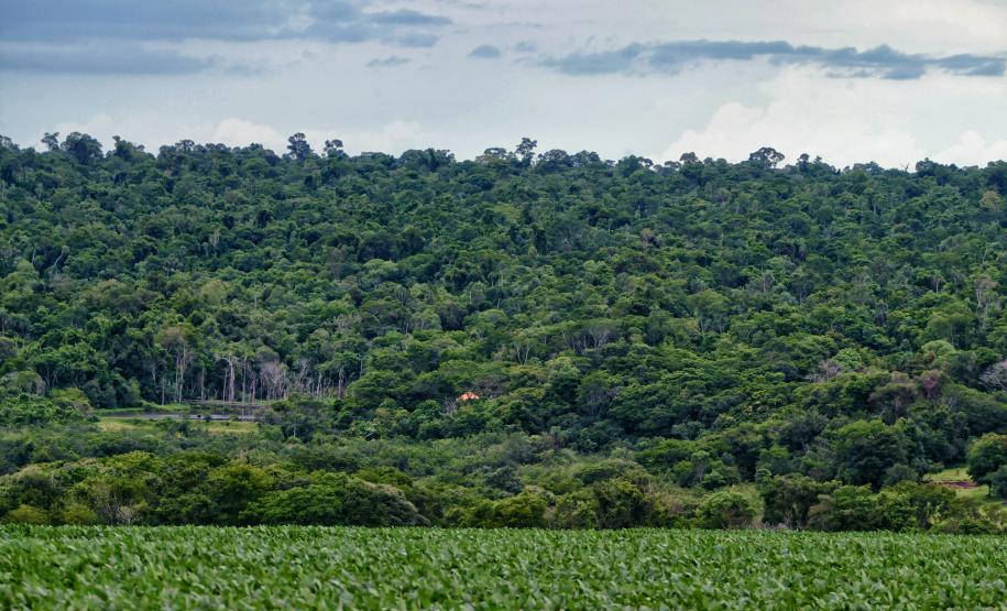 Ranking de Competitividade dos Estados: Paraná lidera combate ao desmatamento e reciclagem