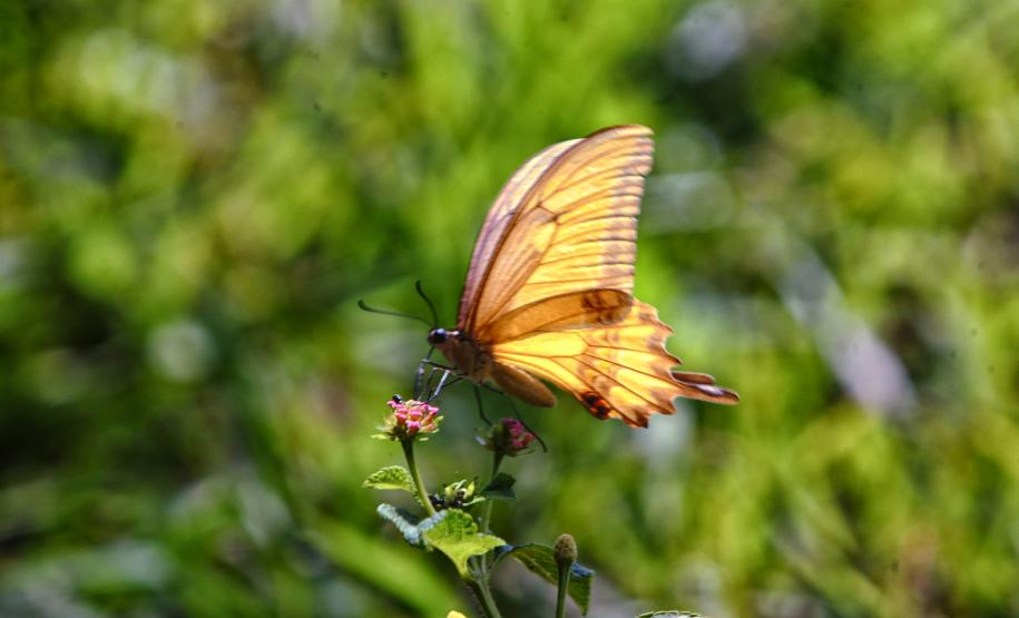 Ranking de Competitividade dos Estados: Paraná lidera combate ao desmatamento e reciclagem