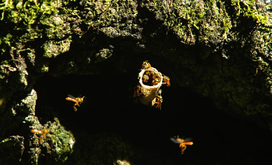 Ranking de Competitividade dos Estados: Paraná lidera combate ao desmatamento e reciclagem