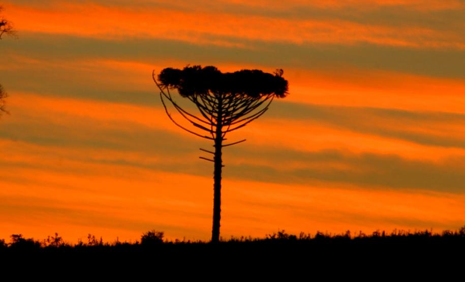 Julho frio e seco: mês teve temperaturas e volume de chuva abaixo da média no Paraná