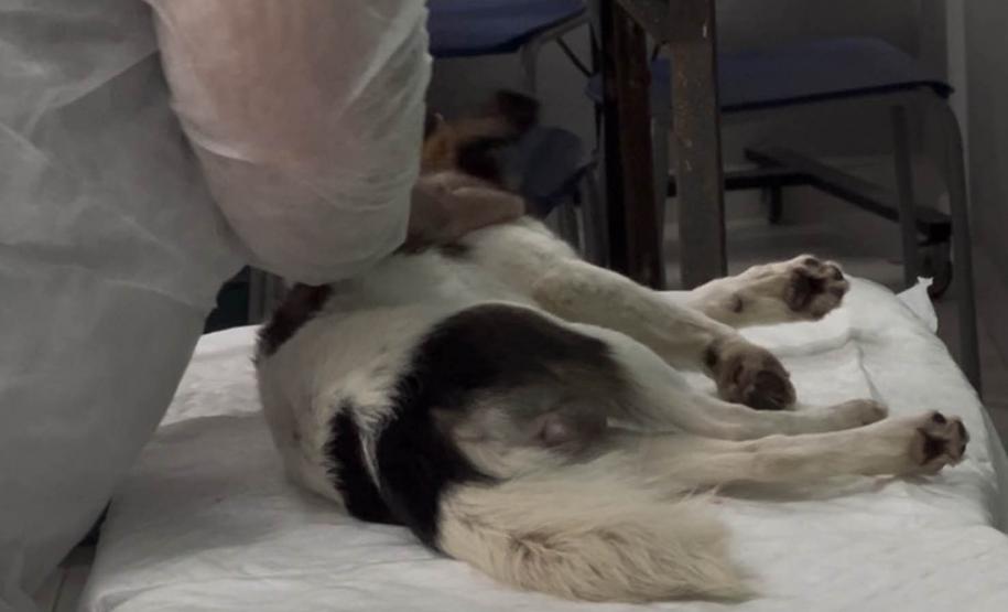 Passagem extra do CastraPet Paraná pela Ilha do Mel beneficia 102 animais