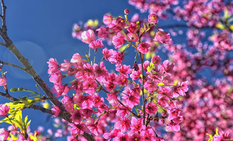 Estado vai distribuir 21,1 mil mudas nativas em ações para celebrar o Dia da Árvore