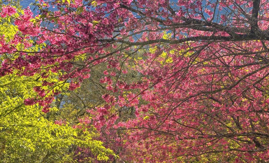 Estado vai distribuir 21,1 mil mudas nativas em ações para celebrar o Dia da Árvore