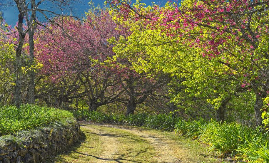 Estado vai distribuir 21,1 mil mudas nativas em ações para celebrar o Dia da Árvore
