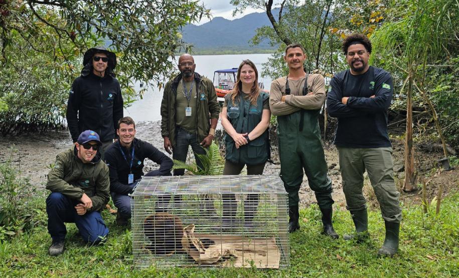 Após ser encontrado no mar, bugio-ruivo é reintegrado à natureza no Litoral do Paraná
