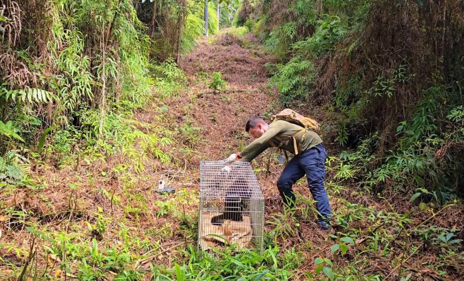 Após ser encontrado no mar, bugio-ruivo é reintegrado à natureza no Litoral do Paraná