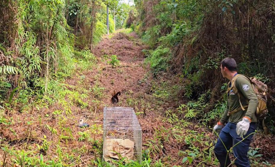 Após ser encontrado no mar, bugio-ruivo é reintegrado à natureza no Litoral do Paraná