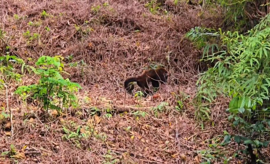 Após ser encontrado no mar, bugio-ruivo é reintegrado à natureza no Litoral do Paraná