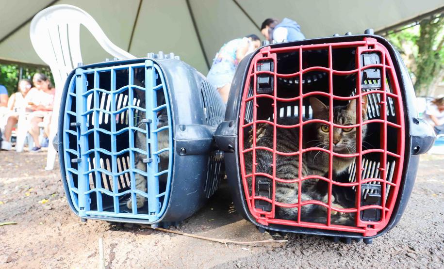 CastraPet retorna à Ilha do Mel com mutirão extra de castração para cães e gatos