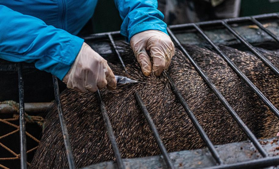 Parceria entre IAT e criadouro repovoou Parque das Lauráceas com mais de 500 animais