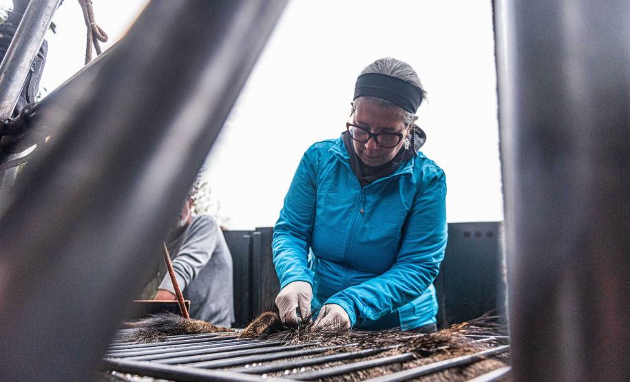 Parceria entre IAT e criadouro repovoou Parque das Lauráceas com mais de 500 animais