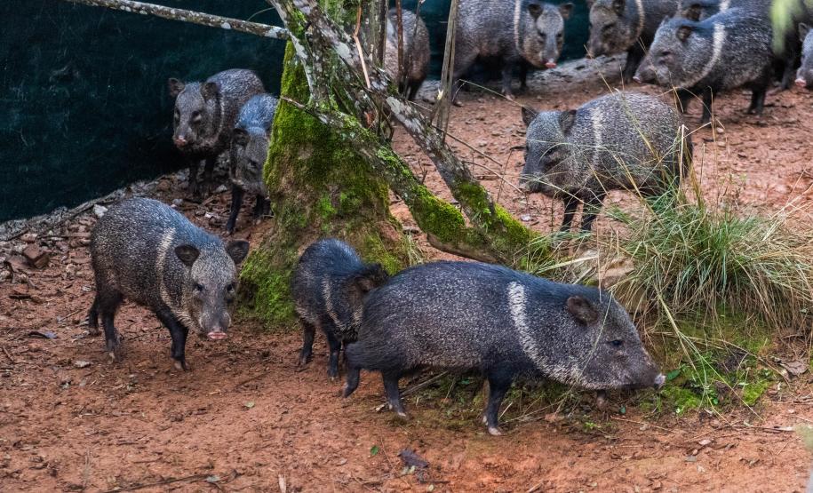 Parceria entre IAT e criadouro repovoou Parque das Lauráceas com mais de 500 animais