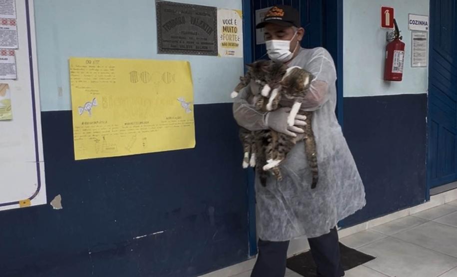 Passagem extra do CastraPet Paraná pela Ilha do Mel beneficia 102 animais