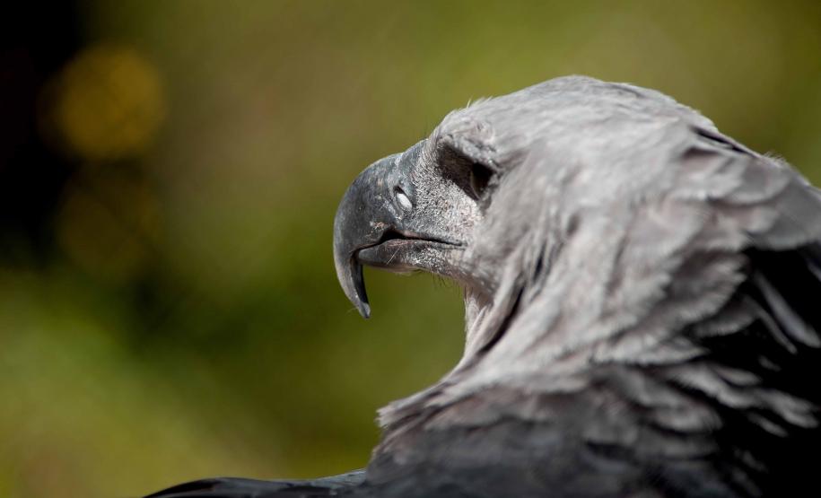 Dia Nacional de Defesa da Fauna Silvestre: veja cinco ações para proteger os animais