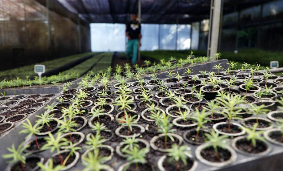 Estado vai distribuir 21,1 mil mudas nativas em ações para celebrar o Dia da Árvore