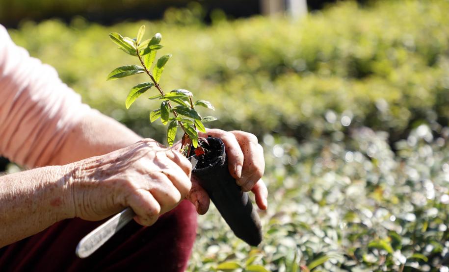 Estado vai distribuir 21,1 mil mudas nativas em ações para celebrar o Dia da Árvore
