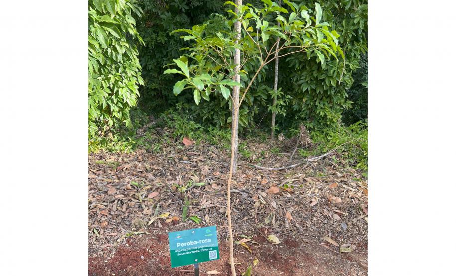 200 mil mudas por ano: Estado inaugura novas instalações do viveiro florestal de Ibiporã