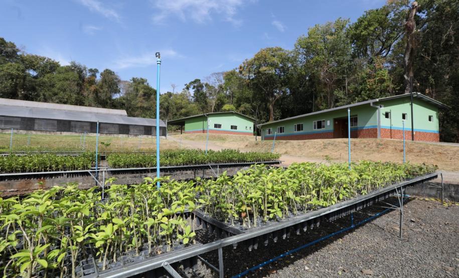 200 mil mudas por ano: Estado inaugura novas instalações do viveiro florestal de Ibiporã