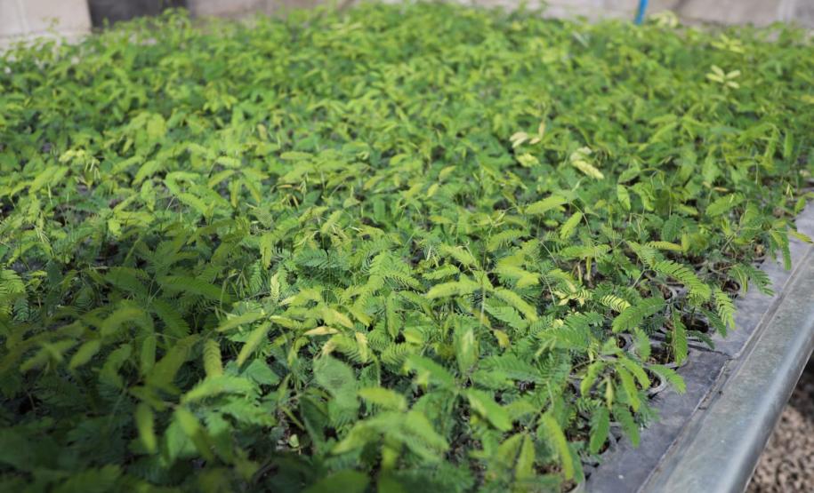 200 mil mudas por ano: Estado inaugura novas instalações do viveiro florestal de Ibiporã