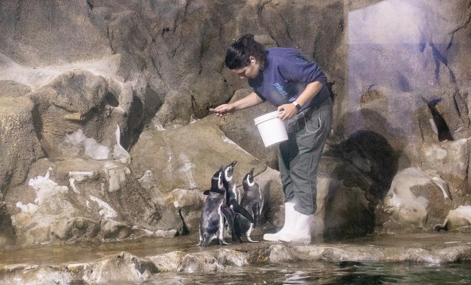 Portos do Paraná investe em manutenção e reforma do Aquário de Paranaguá