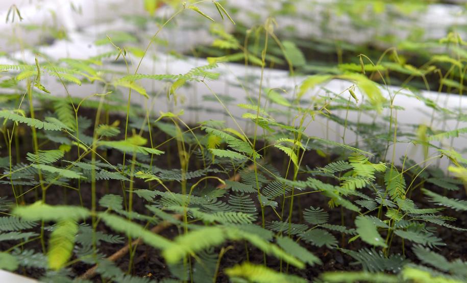 Estado vai distribuir 21,1 mil mudas nativas em ações para celebrar o Dia da Árvore