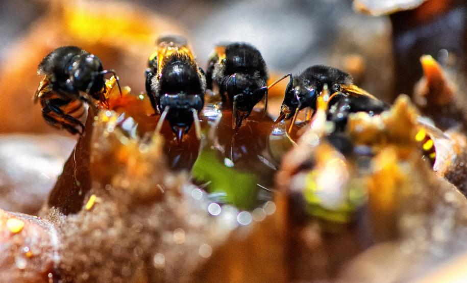 Poliniza Paraná: xarope à base de água e açúcar garantiu a saúde das abelhas no inverno