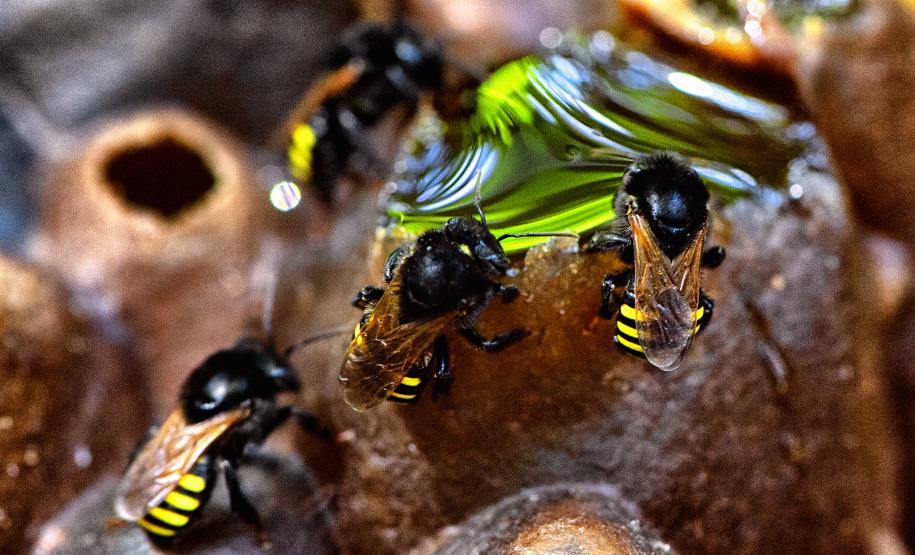 Poliniza Paraná: xarope à base de água e açúcar garantiu a saúde das abelhas no inverno