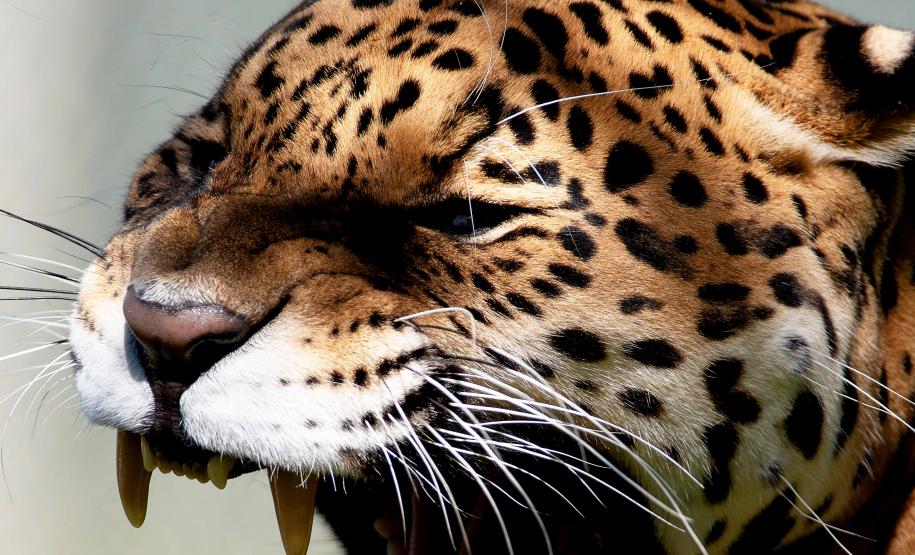 Dia Nacional de Defesa da Fauna Silvestre: veja cinco ações para proteger os animais
