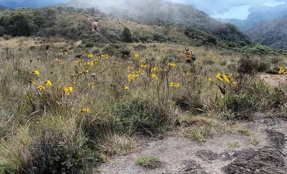 Ação do IAT e Iniciativa Campos Gerais limpa 15 hectares do Parque Pico Paraná