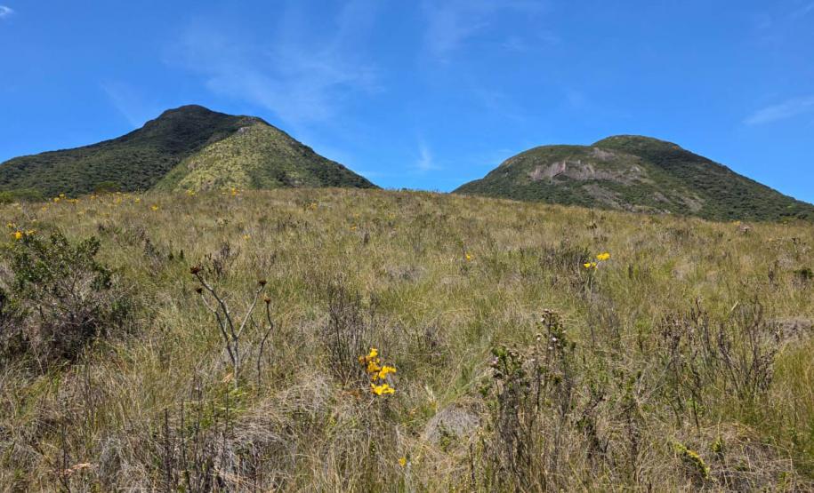 Ação do IAT e Iniciativa Campos Gerais limpa 15 hectares do Parque Pico Paraná