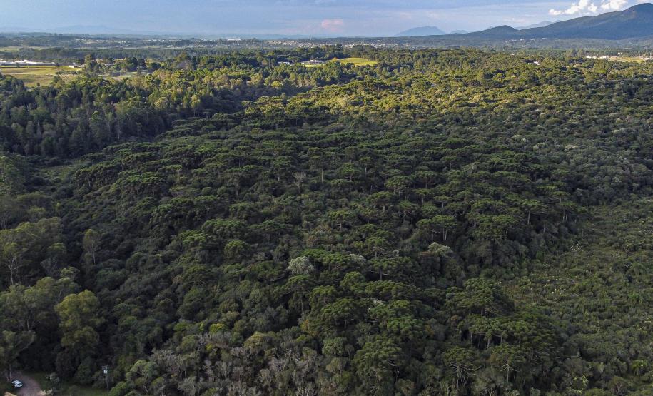 Consulta Pública do Plano de Descarbonização do Paraná vai até 20 de setembro