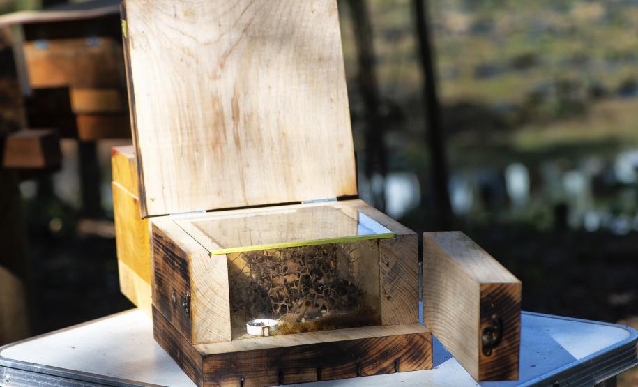 Poliniza Paraná: xarope à base de água e açúcar garantiu a saúde das abelhas no inverno