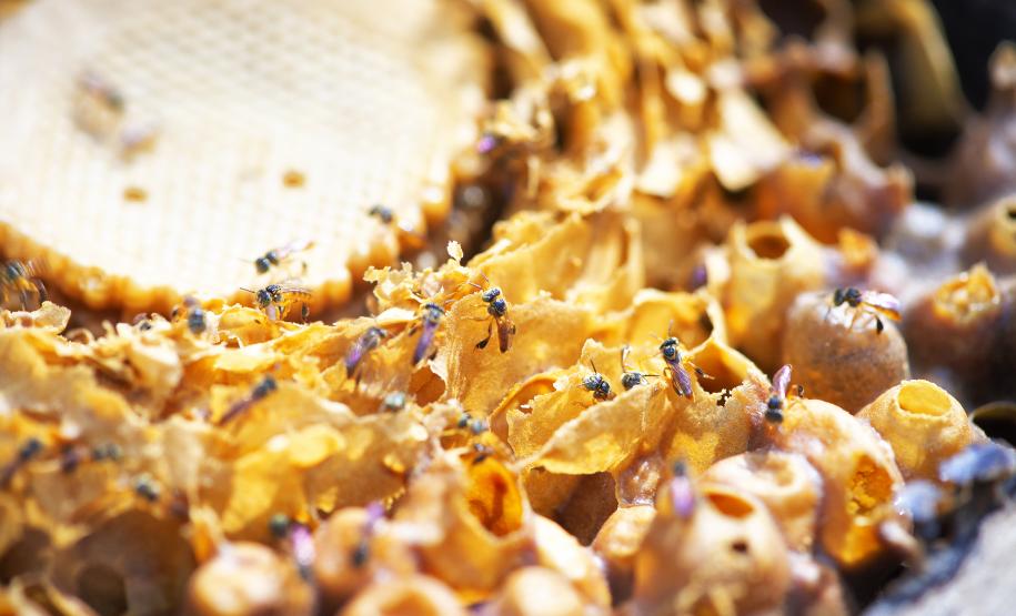 Poliniza Paraná: xarope à base de água e açúcar garantiu a saúde das abelhas no inverno