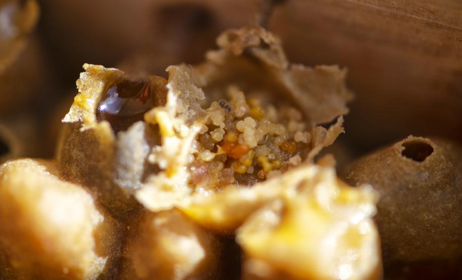 Poliniza Paraná: xarope à base de água e açúcar garantiu a saúde das abelhas no inverno