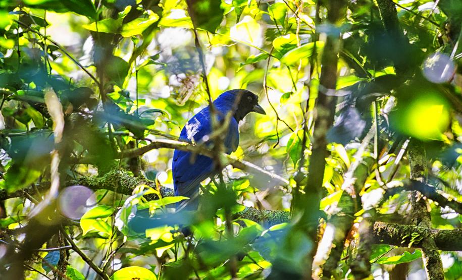Instrução Normativa elaborada pelo IAT institui o cadastro voluntário de Áreas de Soltura de Animais Silvestres (ASAS).