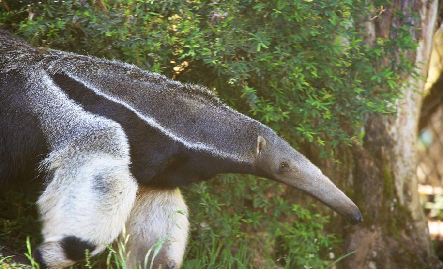 Dia Nacional de Defesa da Fauna Silvestre: veja cinco ações para proteger os animais