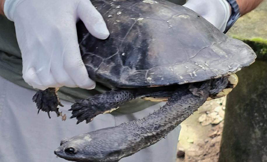 Cágado-pescoço-de-cobra foi devolvido ao seu habitat natural nesta terça-feira (23) por técnicos do Instituto Água e Terra (IAT).