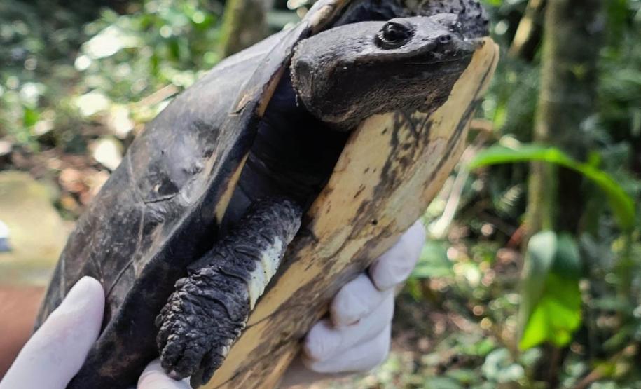 Cágado-pescoço-de-cobra foi devolvido ao seu habitat natural nesta terça-feira (23) por técnicos do Instituto Água e Terra (IAT).