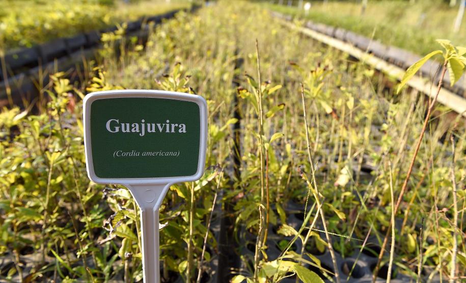 Instituto Água e Terra possui 19 Viveiros de produção de mudas florestais nativas, distribuídos por todo o estado e produzindo mudas de mais de 80 espécies florestais nativas do Paraná. Esses viveiros estão à disposição da população paranaense para a recuperação dos processos ecológicos de áreas degradadas e alteradas do nosso Estado. Além disso, com a produção de mudas nativas, proporcionamos um apoio aos produtores rurais que necessitem recuperar suas Áreas de Preservação Permanente (APP) e Reserva Legal