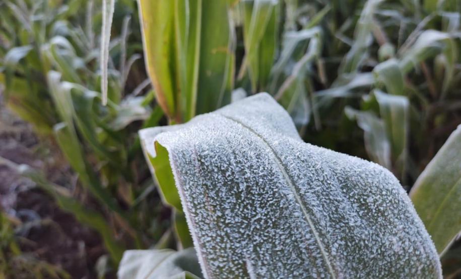 Simepar e IDR-Paraná encerram nesta sexta-feira o boletim Alerta Geada 2025