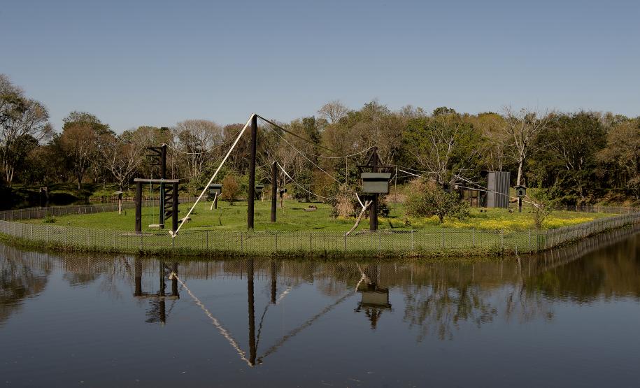 Macacos-prego que estavam vivendo em cativeiros irregulares encontraram no Zoológico de Curitiba um novo lar