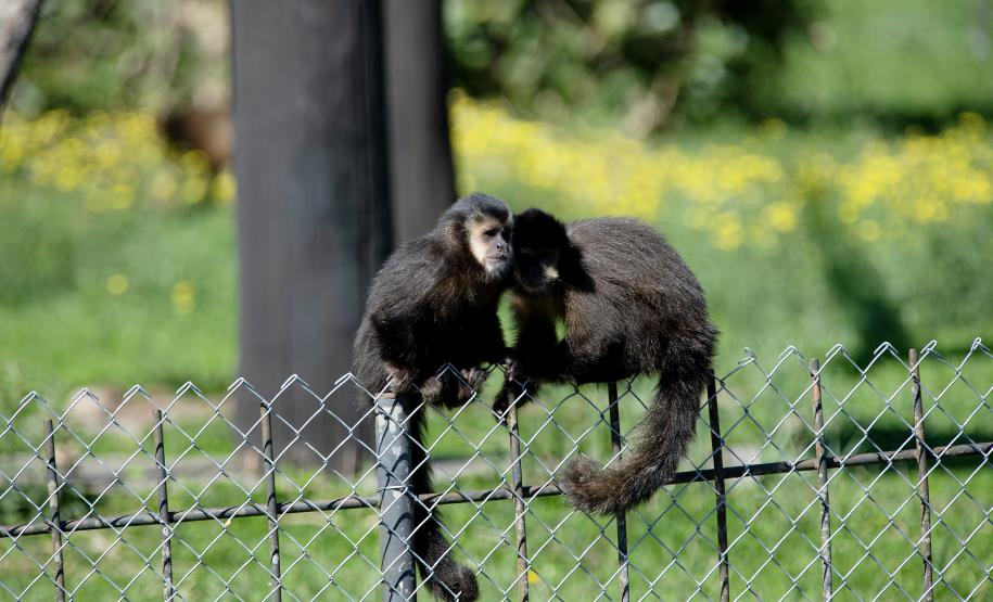Macacos-prego que estavam vivendo em cativeiros irregulares encontraram no Zoológico de Curitiba um novo lar