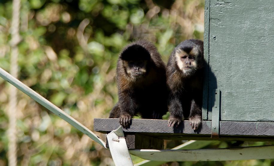 Macacos-prego que estavam vivendo em cativeiros irregulares encontraram no Zoológico de Curitiba um novo lar