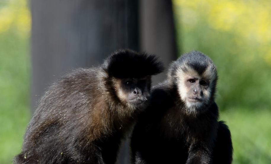 Macacos-prego que estavam vivendo em cativeiros irregulares encontraram no Zoológico de Curitiba um novo lar