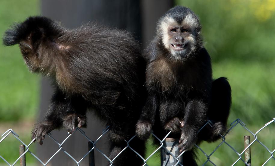 Macacos-prego que estavam vivendo em cativeiros irregulares encontraram no Zoológico de Curitiba um novo lar